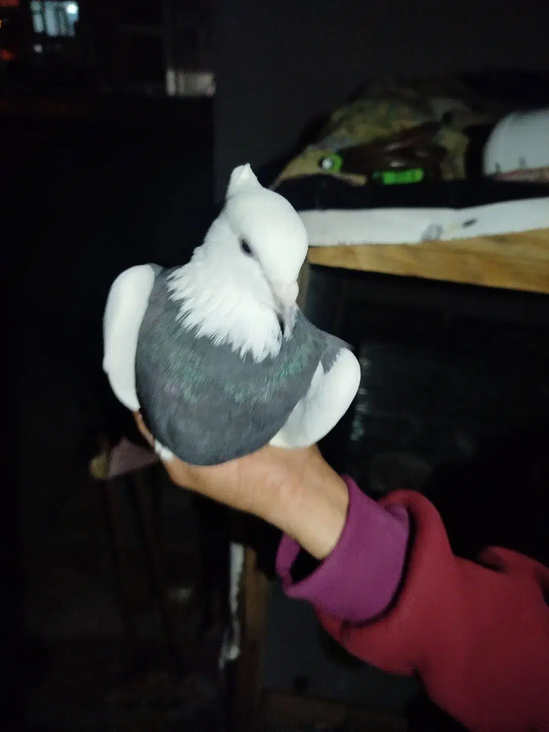 کبوتر طوقی|پرنده|جم, |دیوار