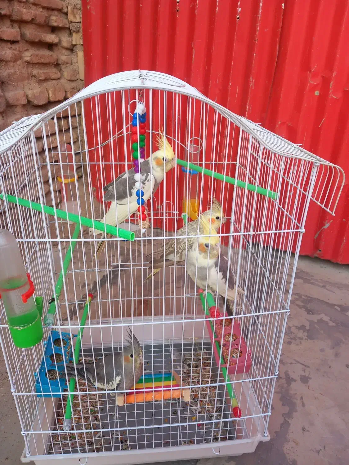 عروس هلندی|پرنده|اندیمشک, |دیوار