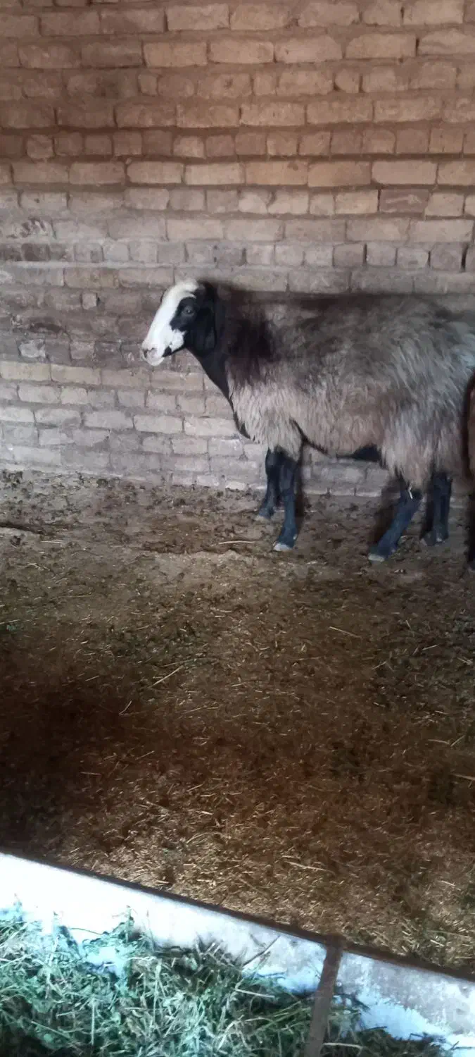 ۸راس میش جوان آبستن وبره دار|حیوانات مزرعه|تاکستان, |دیوار