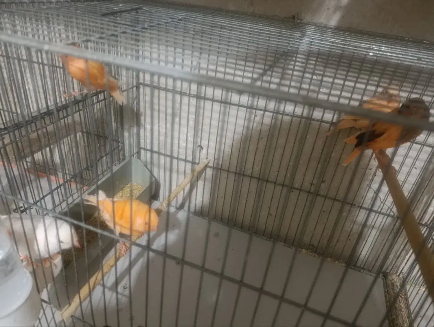 قناری سرخ|پرنده|قم, سالاریه|دیوار