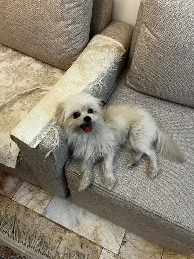 سگ پیدا شده|حیوانات|تهران, مجیدیه|دیوار