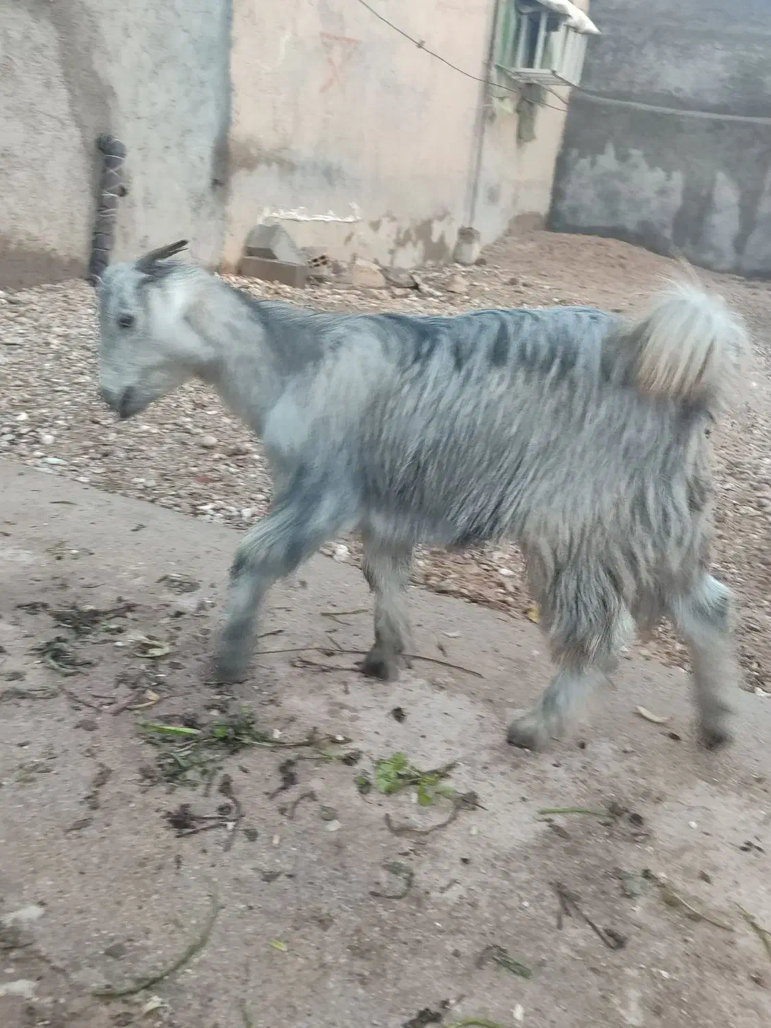 دوتا کهره ماده|حیوانات مزرعه|دلوار, |دیوار