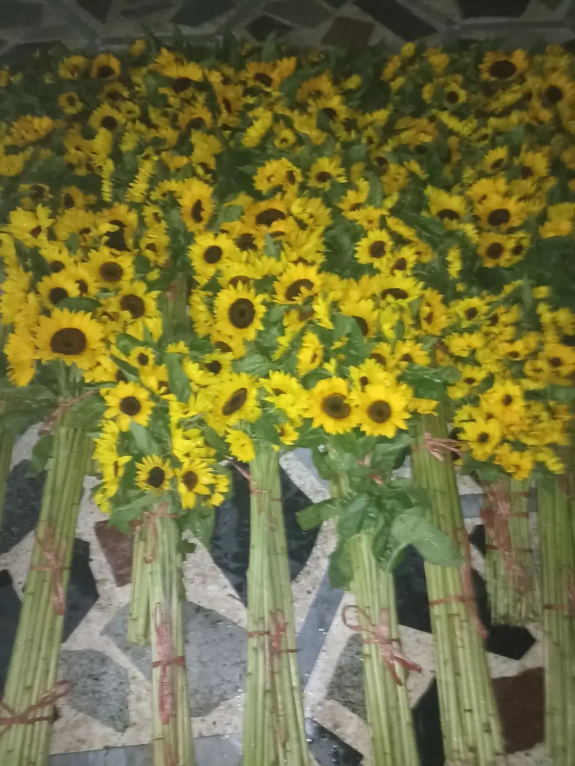 فروش گل آفتاب در سراسرکشور|گل و گیاه طبیعی|اندیمشک, |دیوار