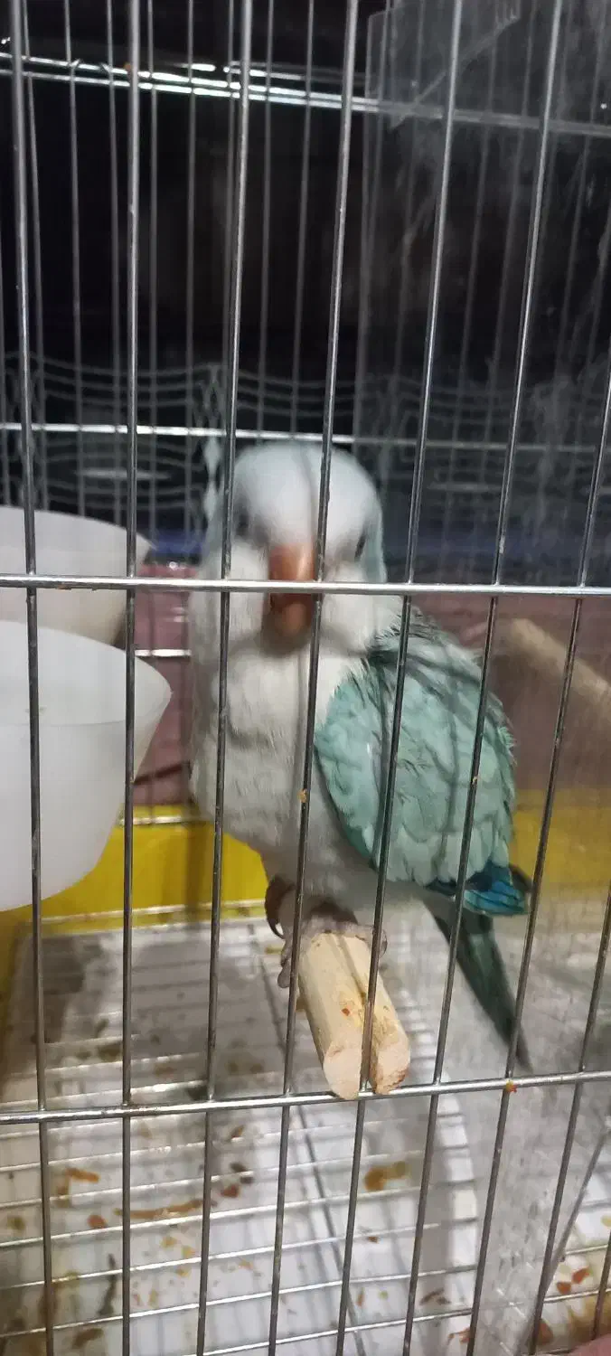 طوطی راهب|پرنده|تهران, خواجه نظام الملک|دیوار