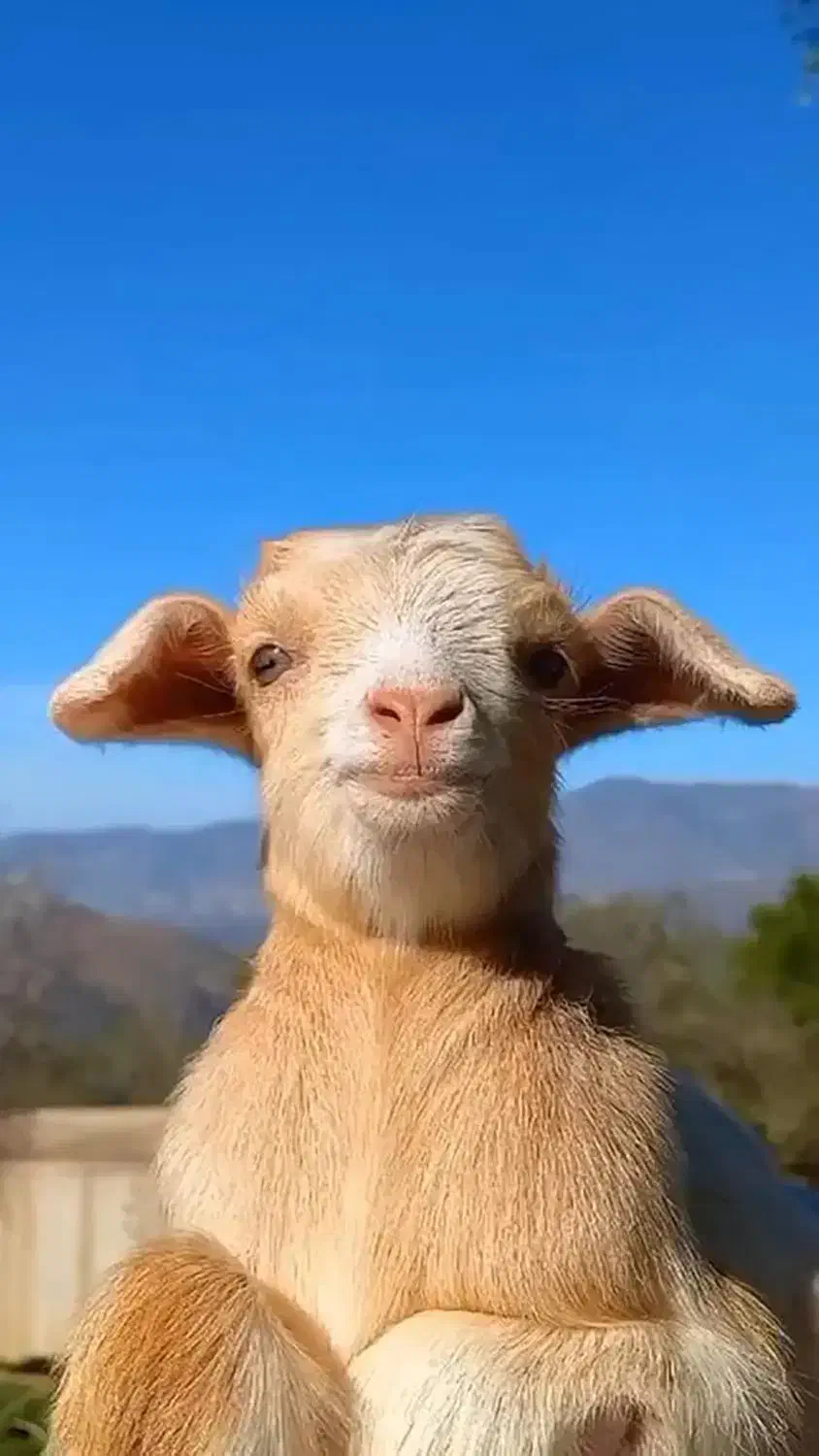 گوسفند|حیوانات مزرعه|تایباد, |دیوار