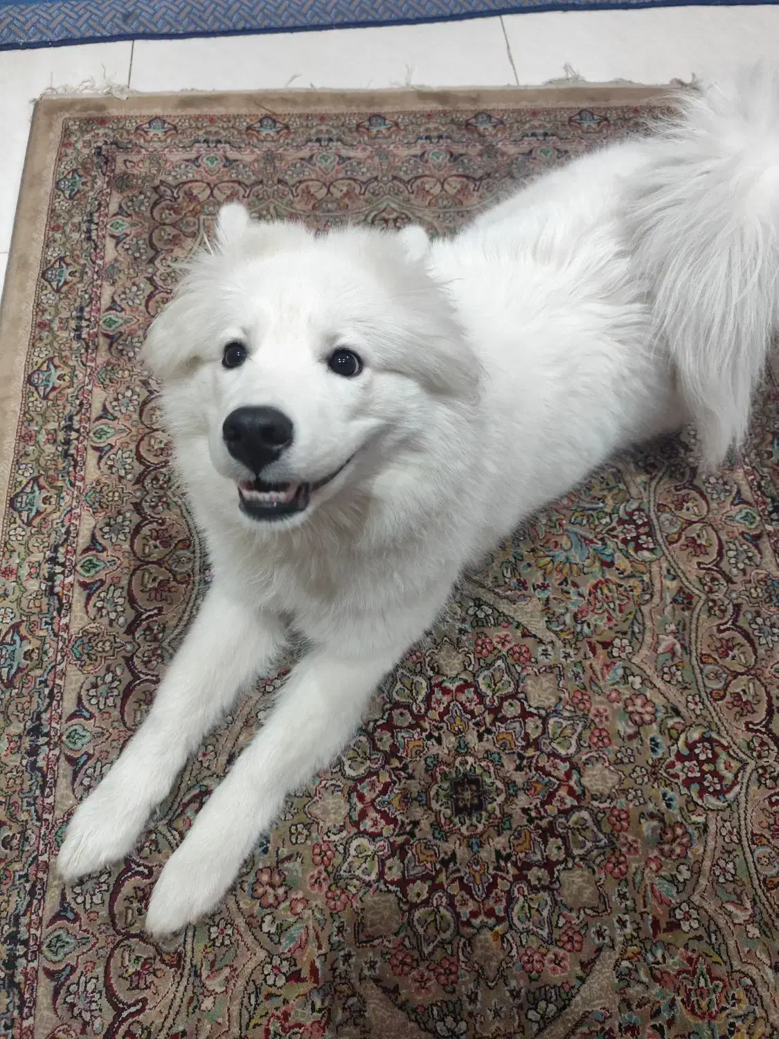 سگ سامویید|سگ|تهران, شکوفه (عبدل آباد)|دیوار