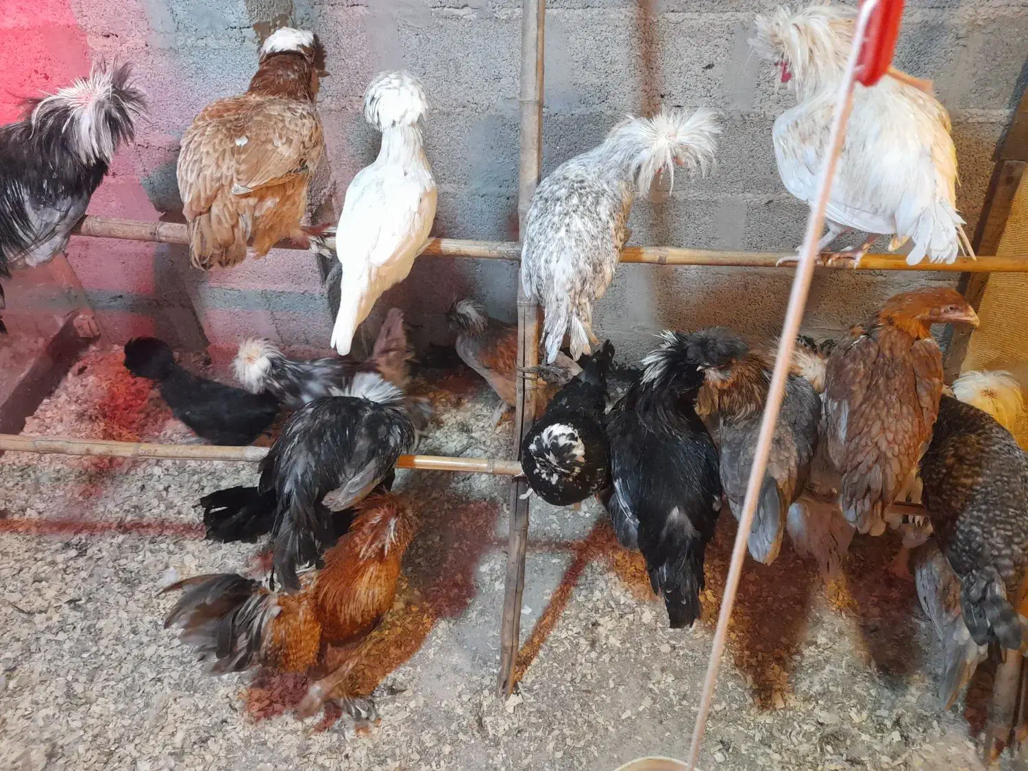 بوقلمون نر،خروس لهستانی،جوجه گلین،لاری|حیوانات مزرعه|ضیابر, |دیوار