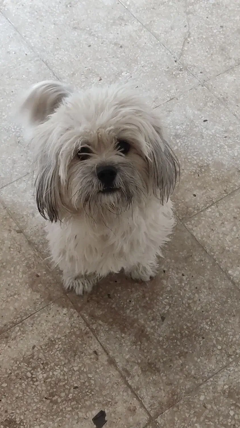 سگ شیتزو|سگ|اصفهان, گرکان|دیوار