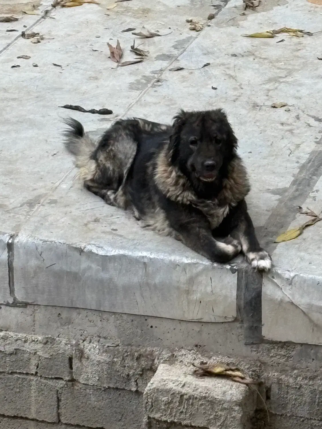 سگ قفقازی|سگ|کوهسار (البرز), |دیوار