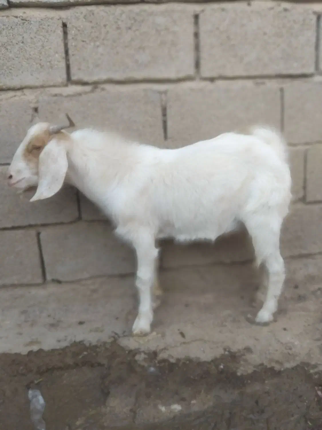 بز نر وماده|حیوانات مزرعه|بندر ماهشهر, |دیوار