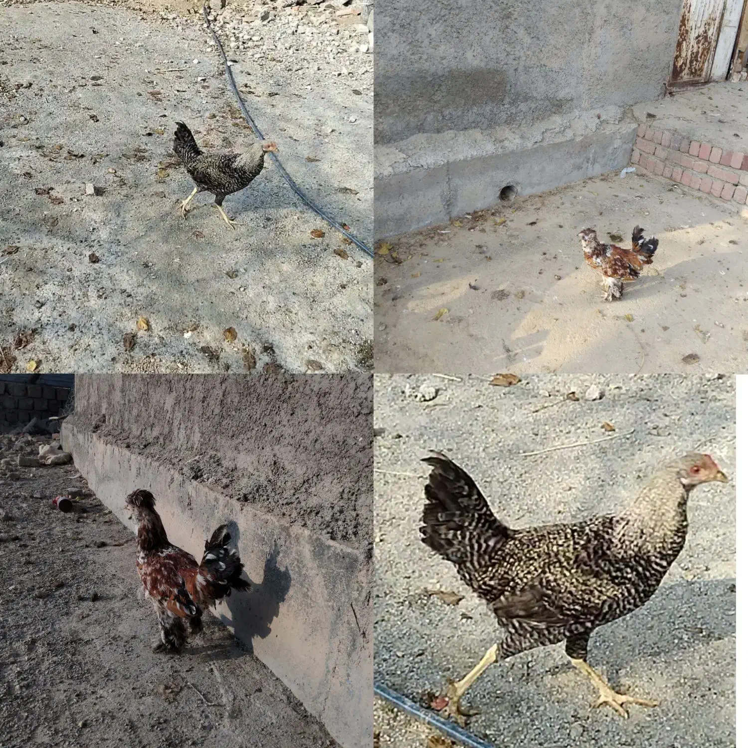 چهار مرغ محلی بایک خروس دو رگه مرغ سلطان|حیوانات مزرعه|مریوان, |دیوار