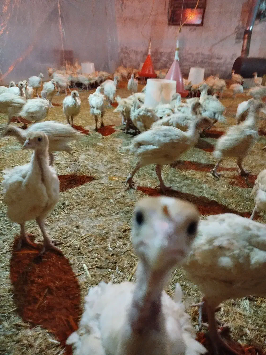 جوجه بوقلمون بیوتی6 فوق سنگین 43روزه ارسال رایگان|حیوانات مزرعه|مشهد, سازمان آب|دیوار