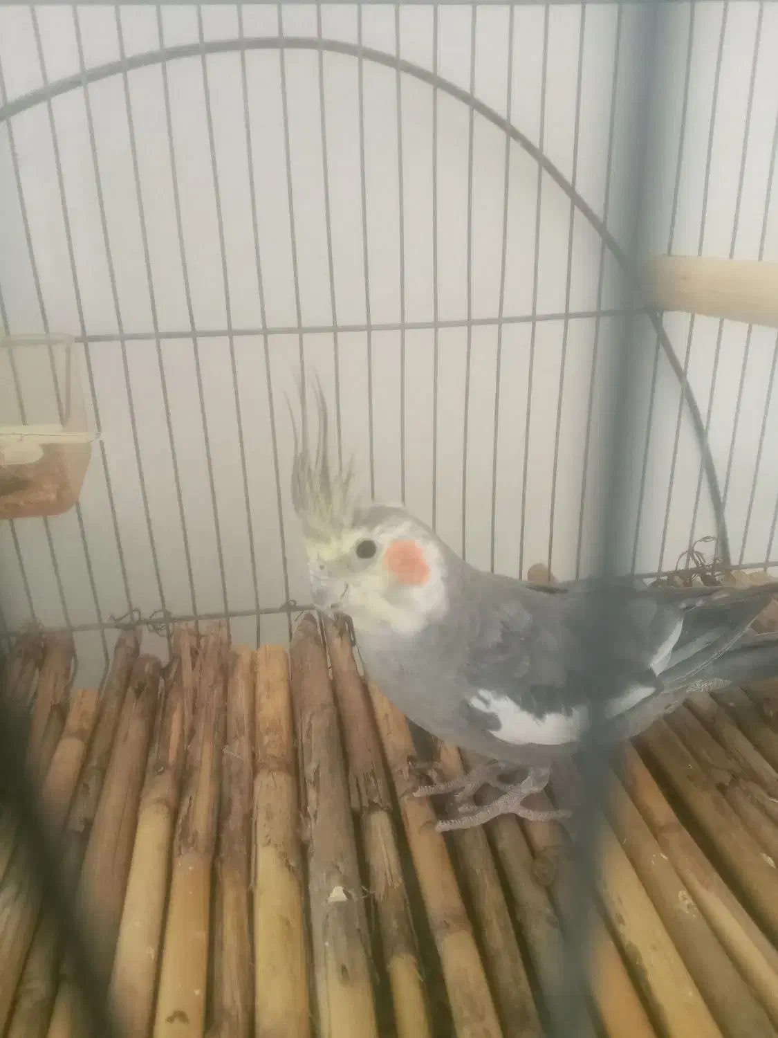 عروس هلنلدی ماده سینامون|پرنده|محلات, |دیوار