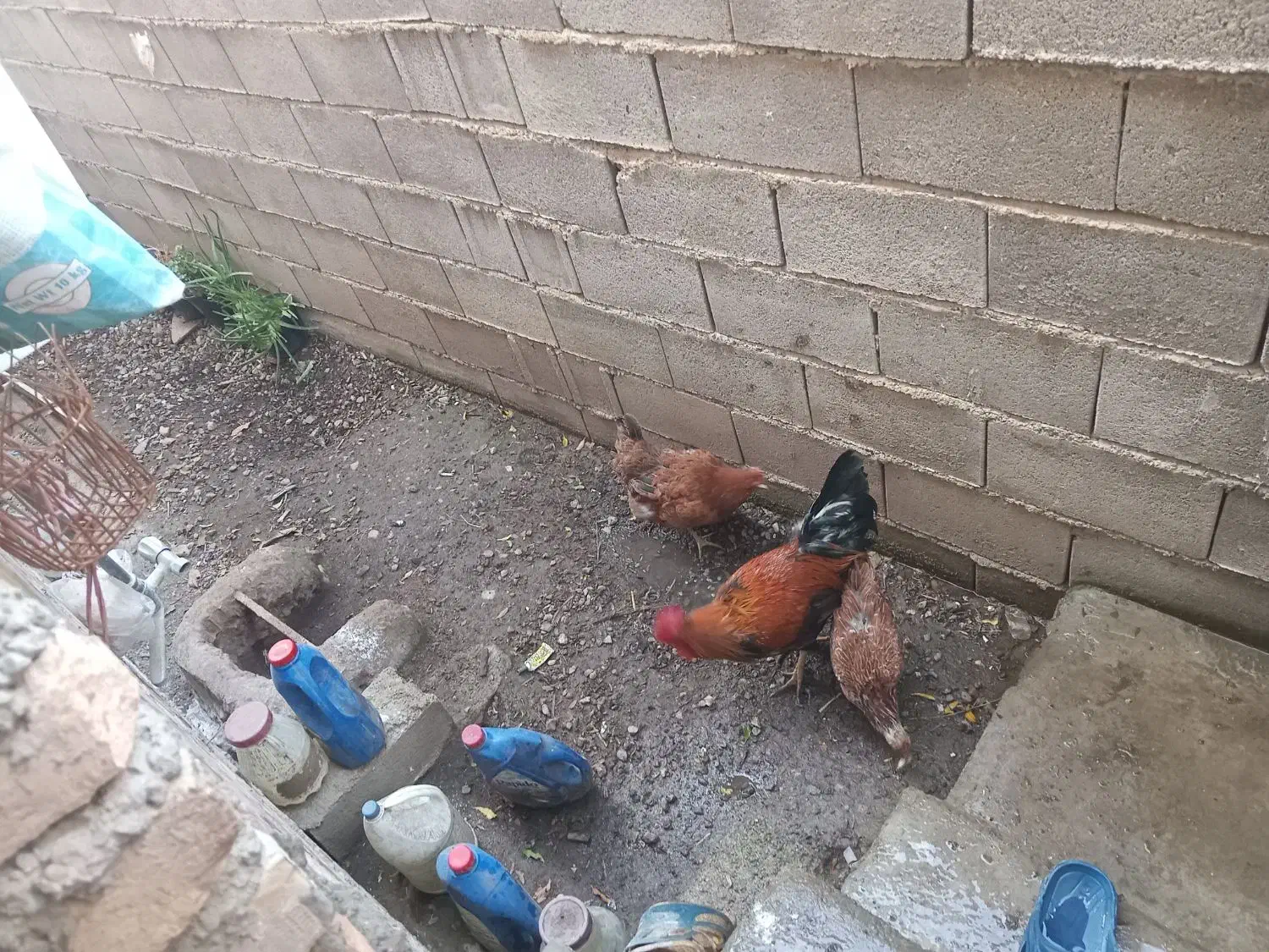 مرغ و خروس|حیوانات مزرعه|رامیان, |دیوار