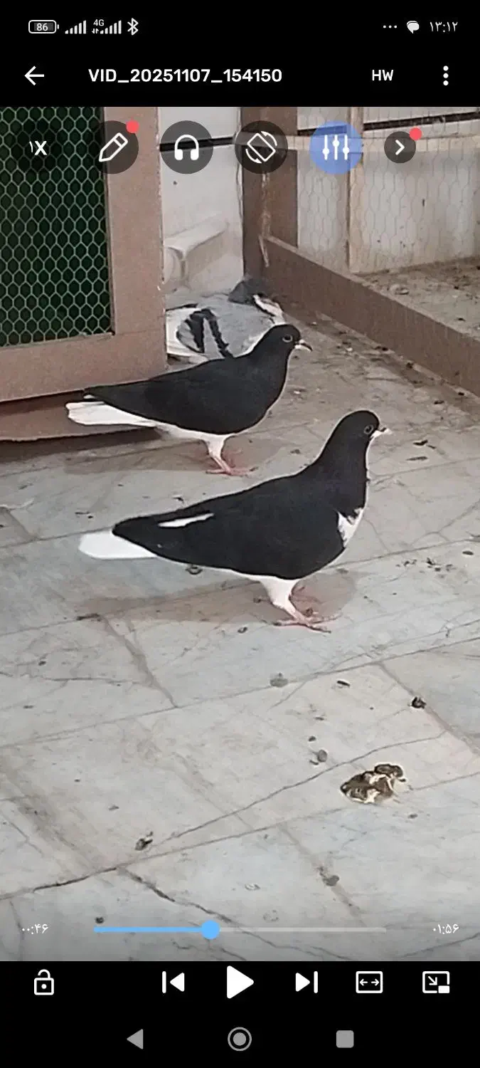 کبوتر|پرنده|اقبالیه, |دیوار