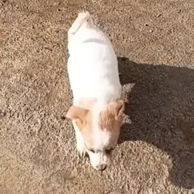 واگزار سگ پاکوتاه|سگ|گرگان, |دیوار