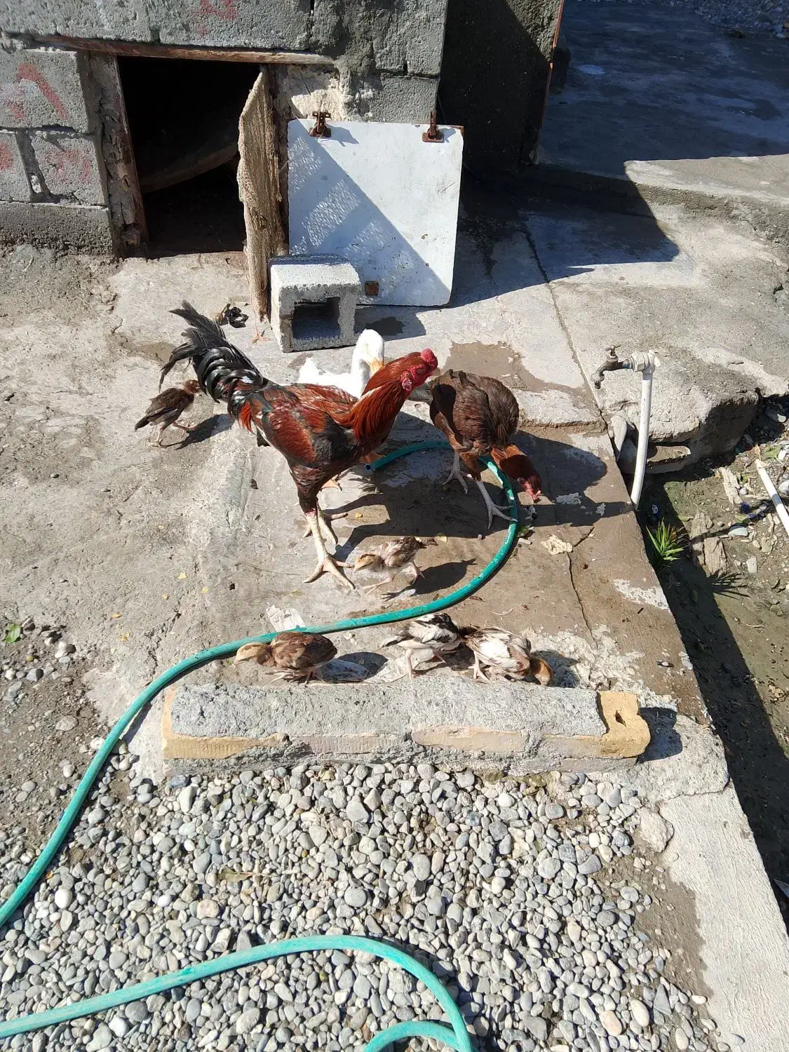 خروس|پرنده|میناب, |دیوار