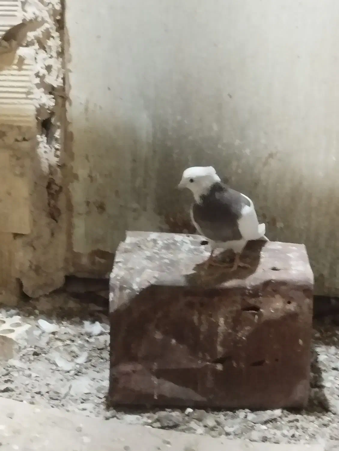 طوقی|پرنده|مهریز, |دیوار