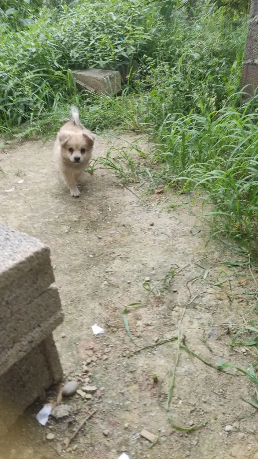 سگ پامر اشپیتز نرو ماده|سگ|خرمآباد (تنکابن), |دیوار