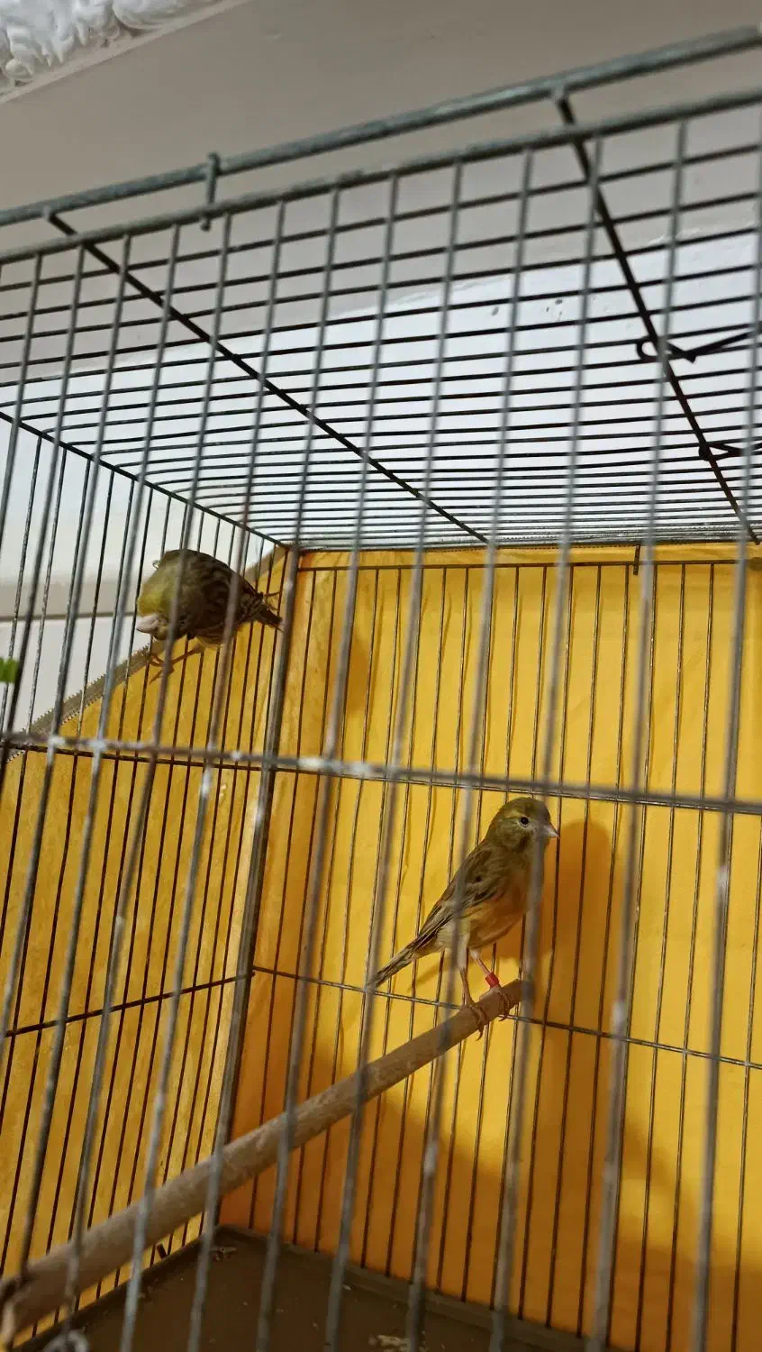 قناری|پرنده|کرج, شهرک سهرابیه|دیوار