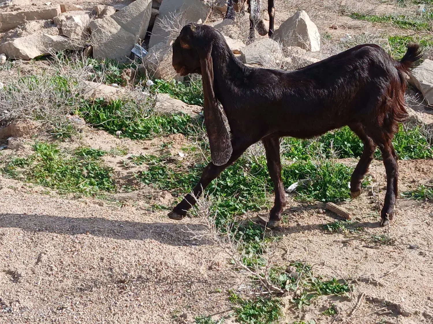 یک عدد بز ی.یا تیشتر|حیوانات مزرعه|شوشتر, |دیوار