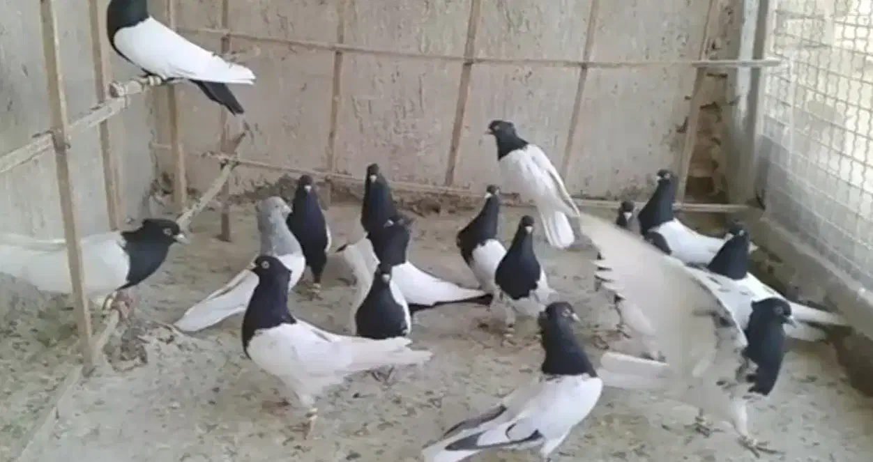 کبوتر سینه سیاه و کله ای مولد به شرط|پرنده|تهران, کیانشهر|دیوار