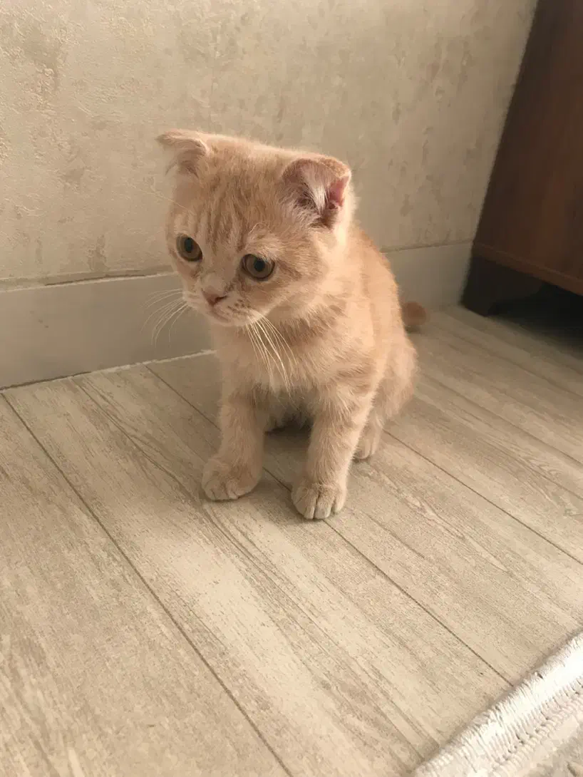 گربه|گربه|ری, شهرری|دیوار