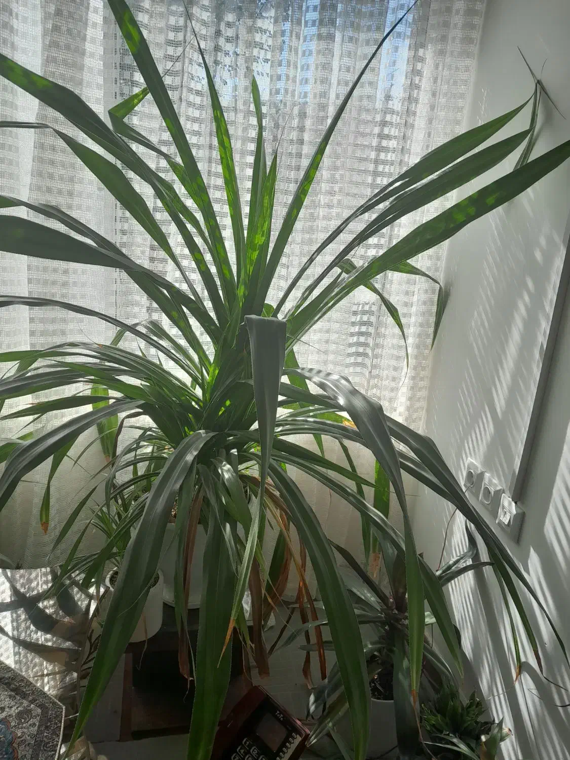 گل پاندانوس بزرگ|گل و گیاه طبیعی|تایباد, |دیوار