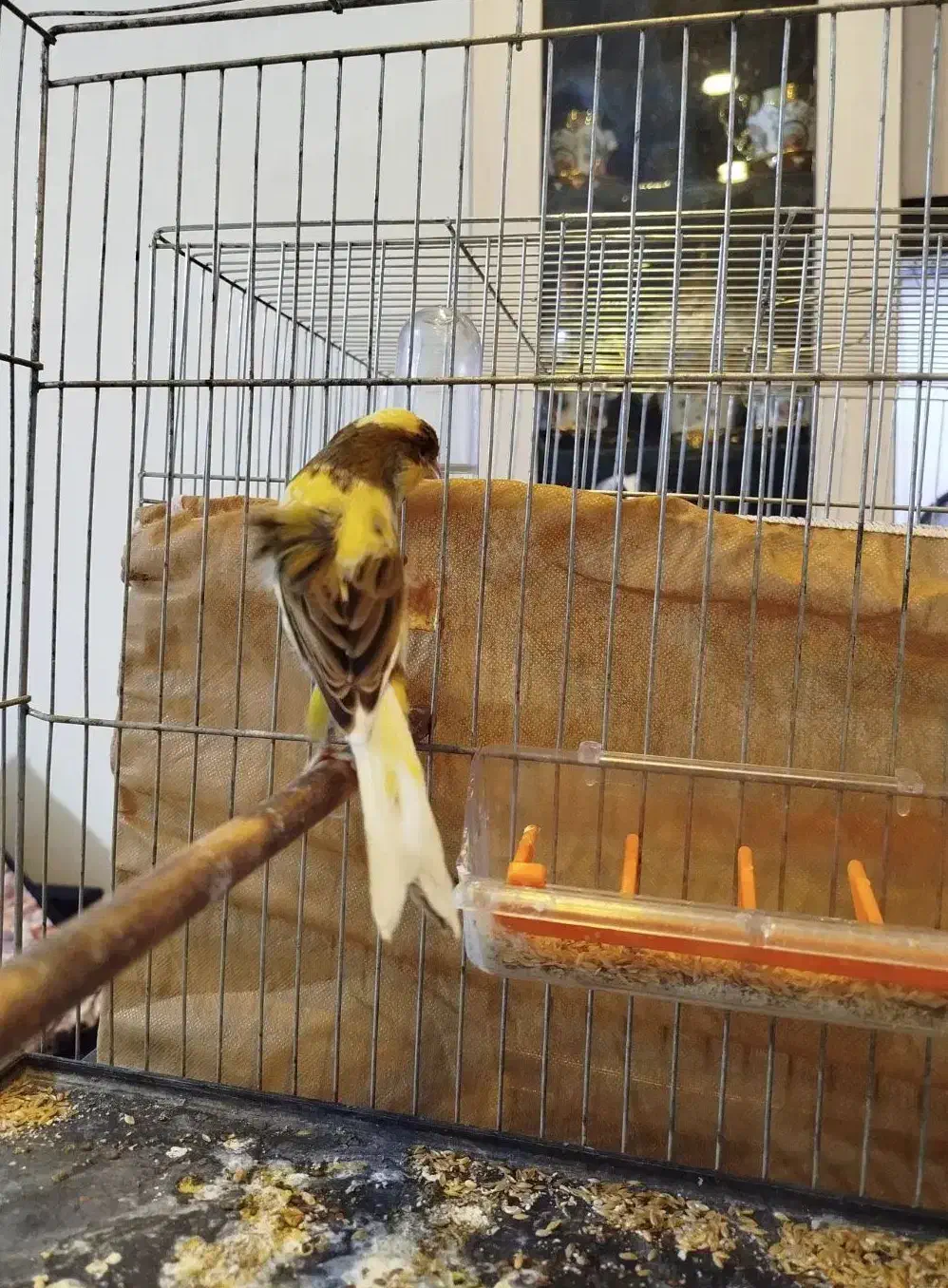 فروش قناری نر|پرنده|فردیس, شهرک شهید حسینی|دیوار