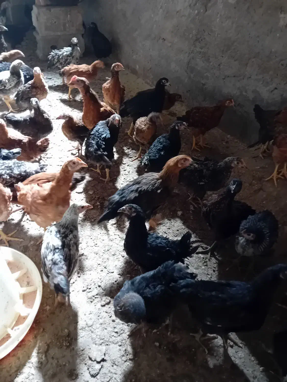 نیمچه مرغ و خروس|حیوانات مزرعه|تبریز, |دیوار