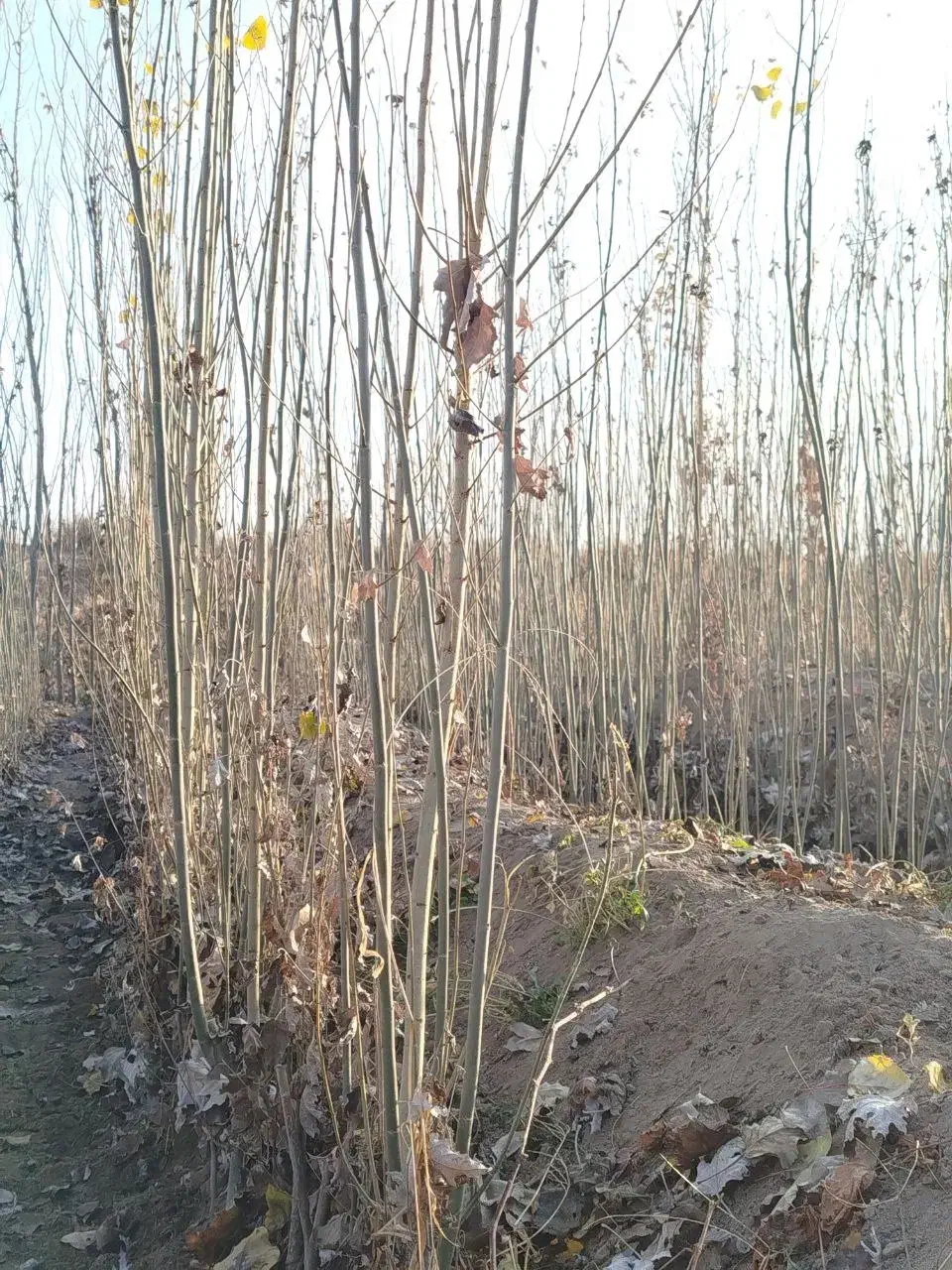 نهال|گل و گیاه طبیعی|ملکان, |دیوار