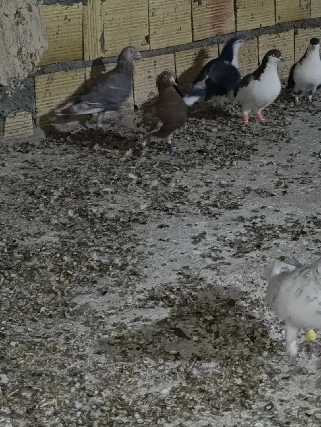 کهنه بوم|پرنده|تربت جام, المهدی|دیوار