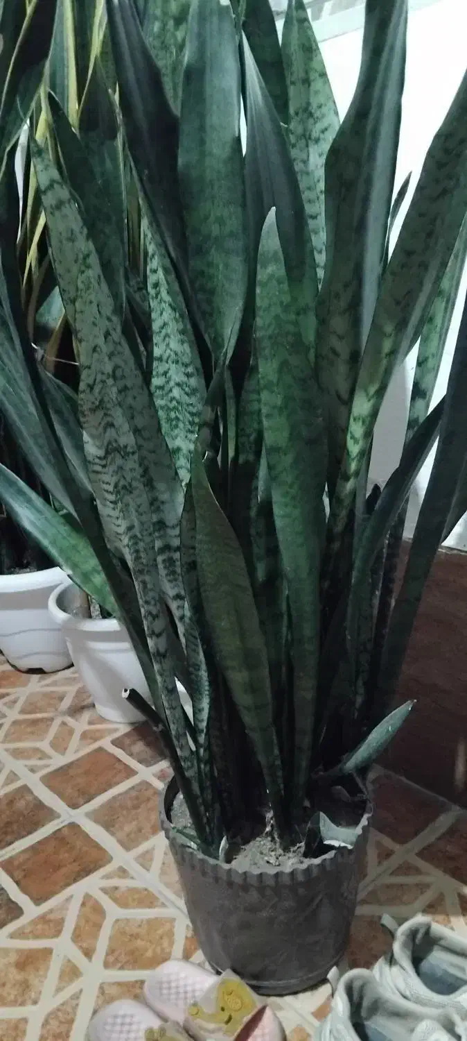 ۷۰۰|گل و گیاه طبیعی|تالش, هشتپر|دیوار