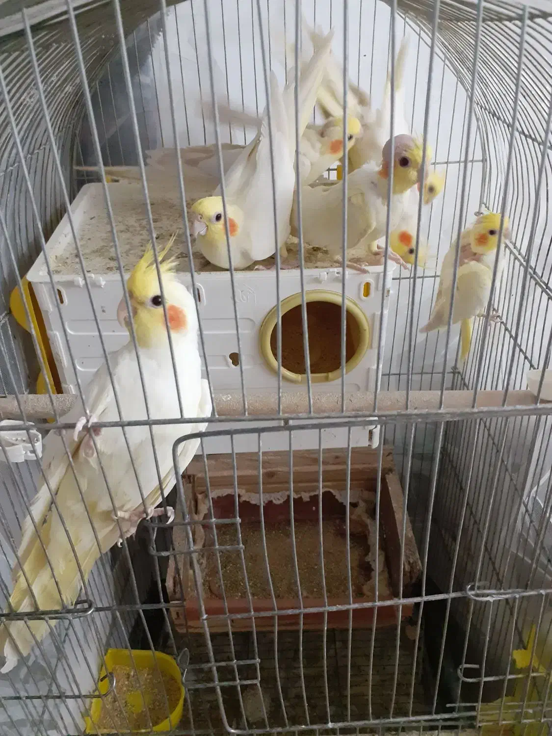 عروس هلندی لوتینو با جوجه|پرنده|تهران, بوستان بعثت (باغ آذری)|دیوار