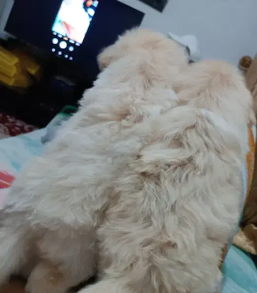 توله شیتزو پیکینیز میکس|سگ|جیرفت, |دیوار