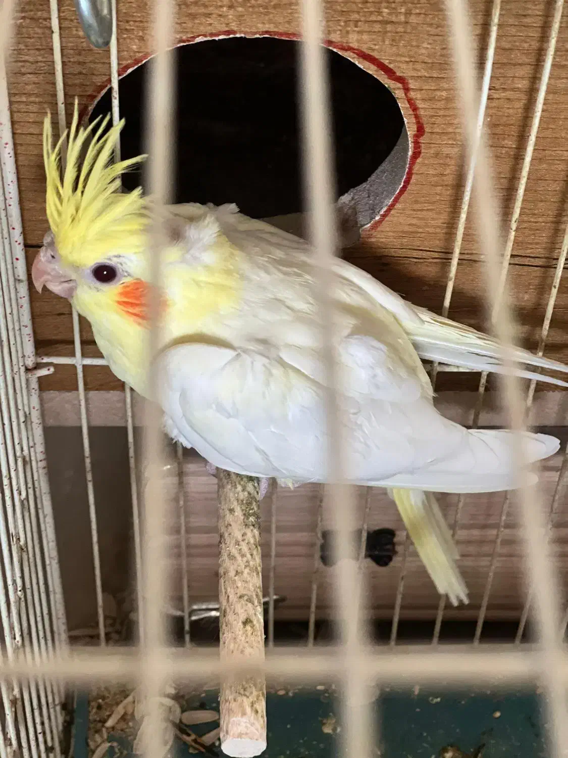 عروس هلندی|پرنده|لامرد, |دیوار