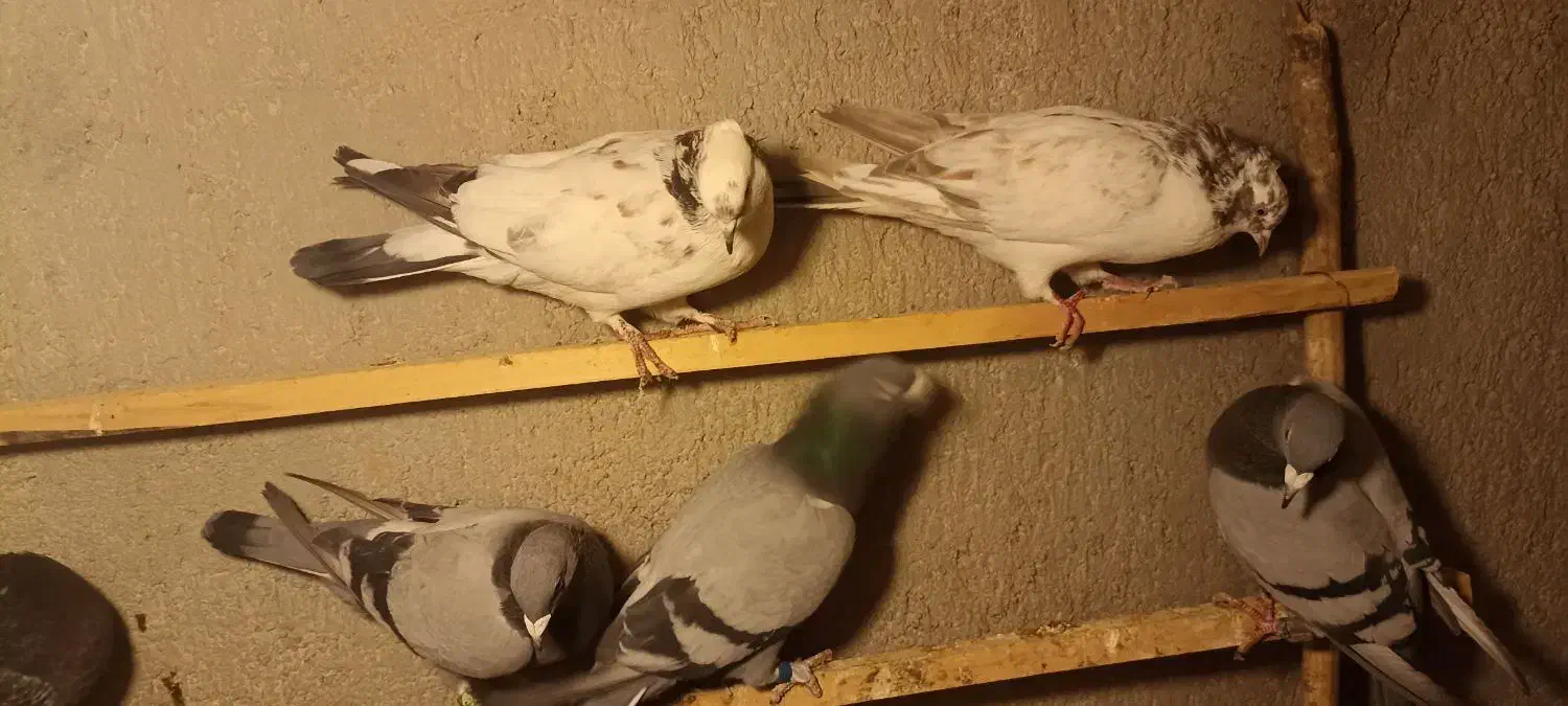 آلمانی مسافتی|پرنده|بسطام, |دیوار