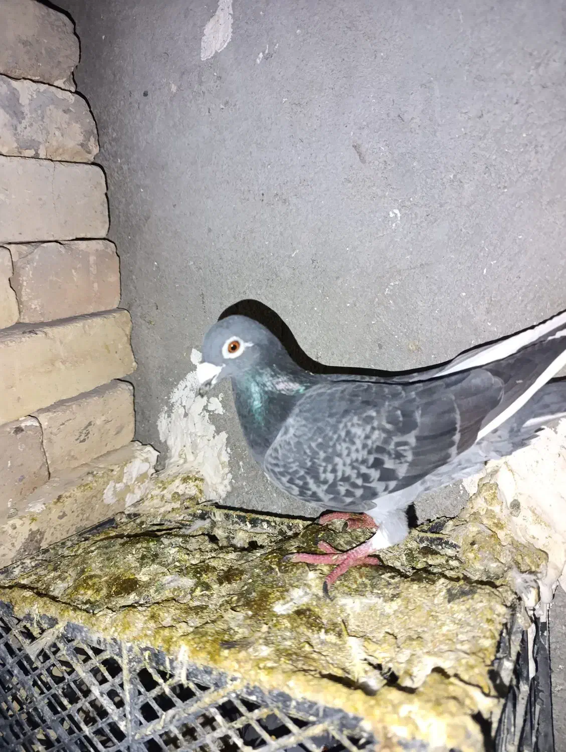 کبوتر پلاکی|پرنده|شال, |دیوار