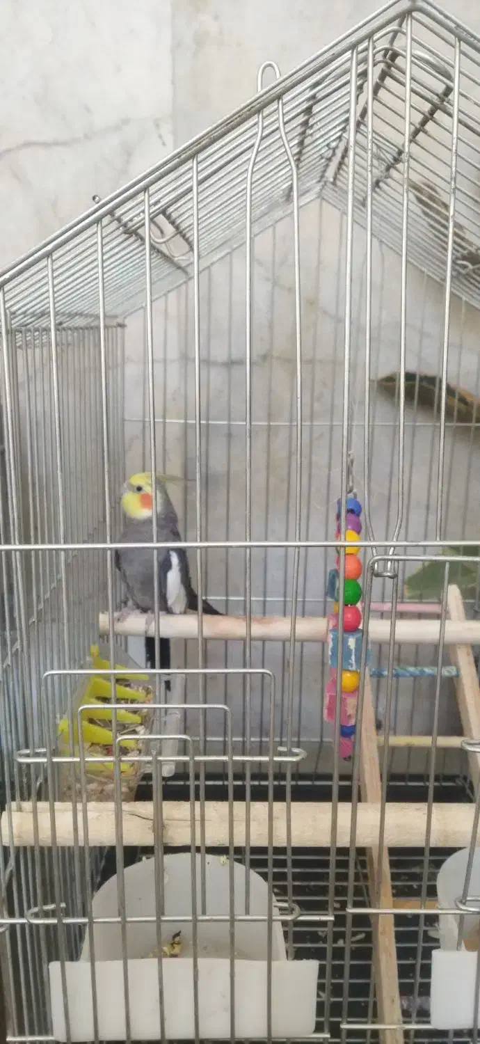 عروس هلندی|پرنده|یزد, |دیوار