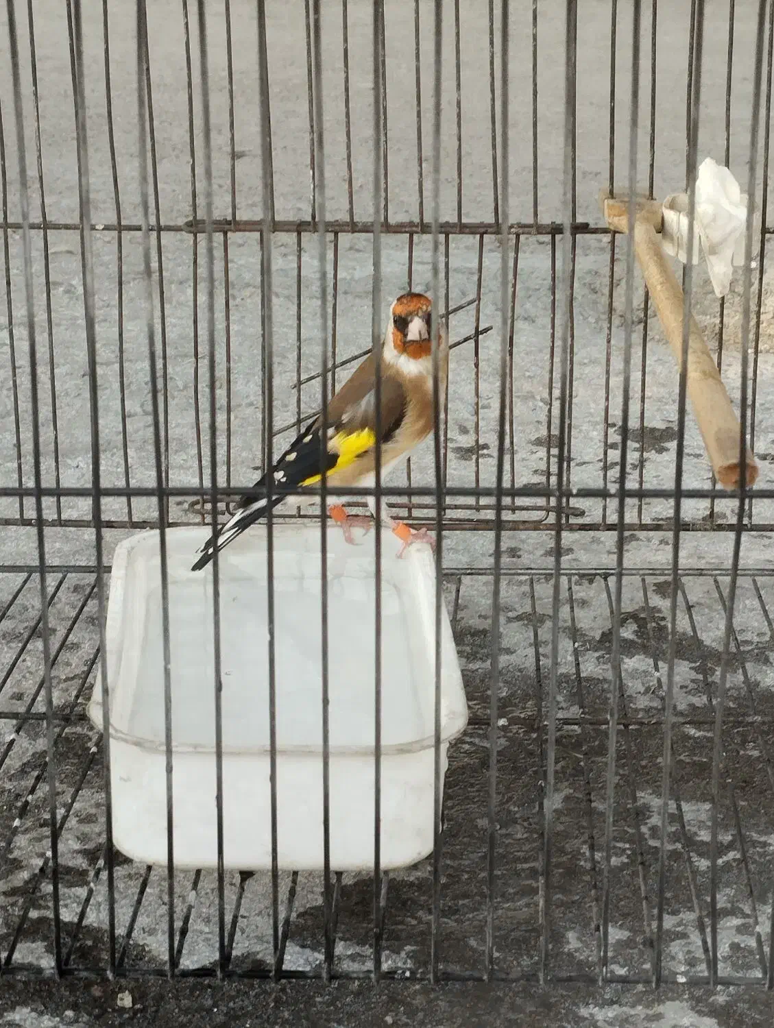 سهره رسمی مست به شرط|پرنده|بجنورد, |دیوار