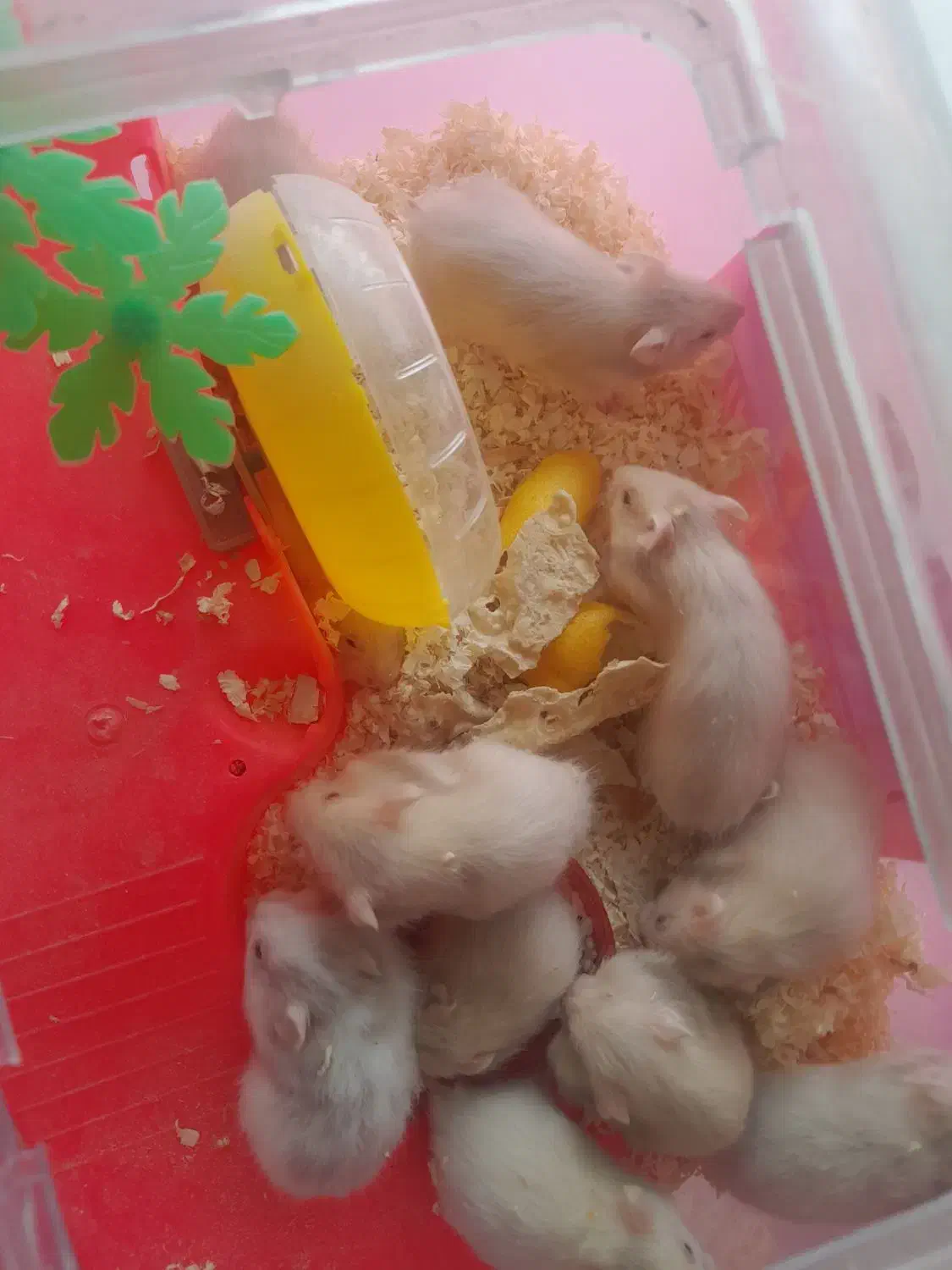 فروش توله همستر|موش و خرگوش|دهدشت, |دیوار