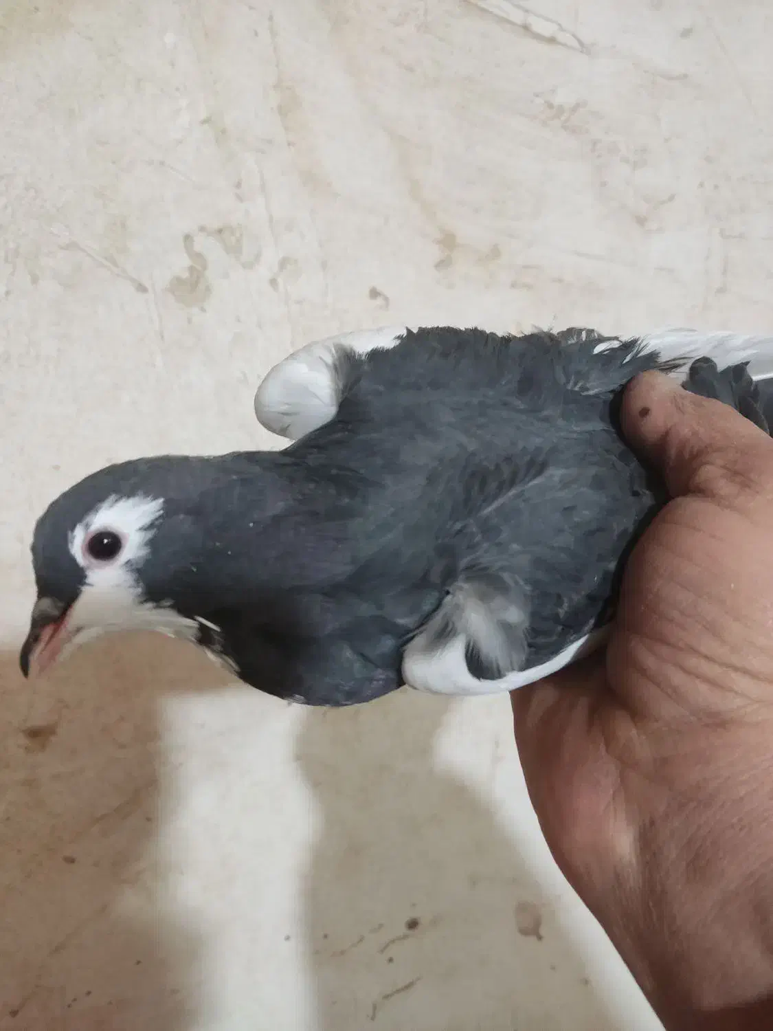 کفتر یکت پلاس سیاه و کفتر دوکت پلاس|پرنده|قم, شهر قائم|دیوار