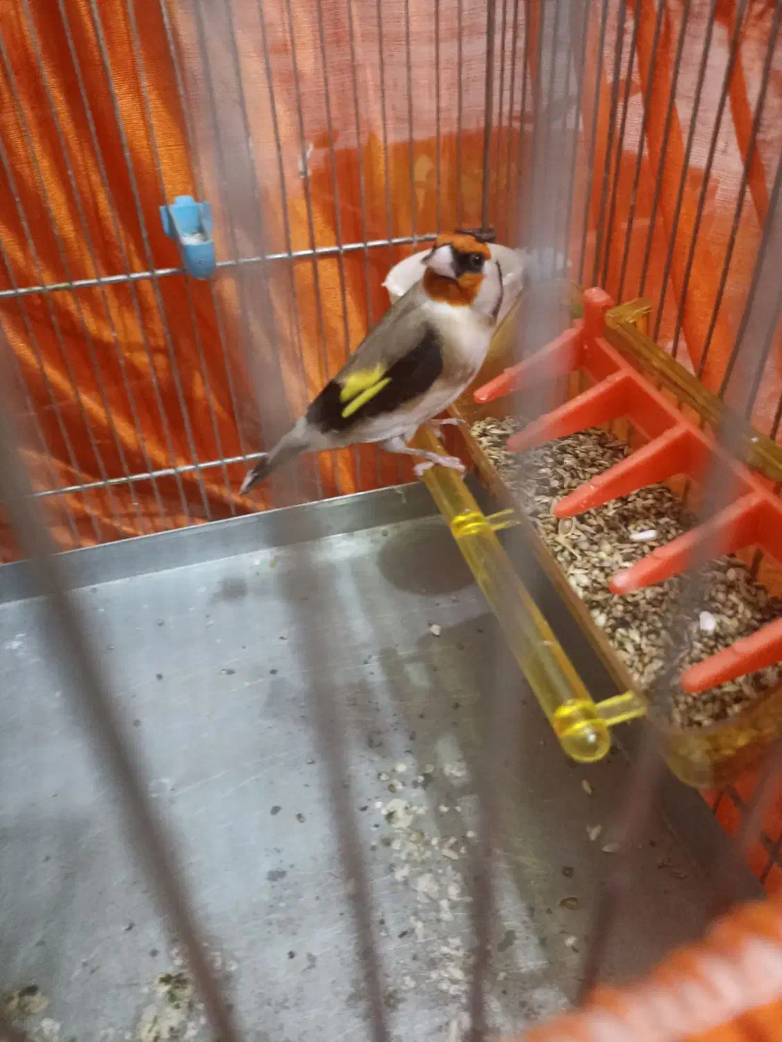 سهره جفتی|پرنده|مریوان, |دیوار