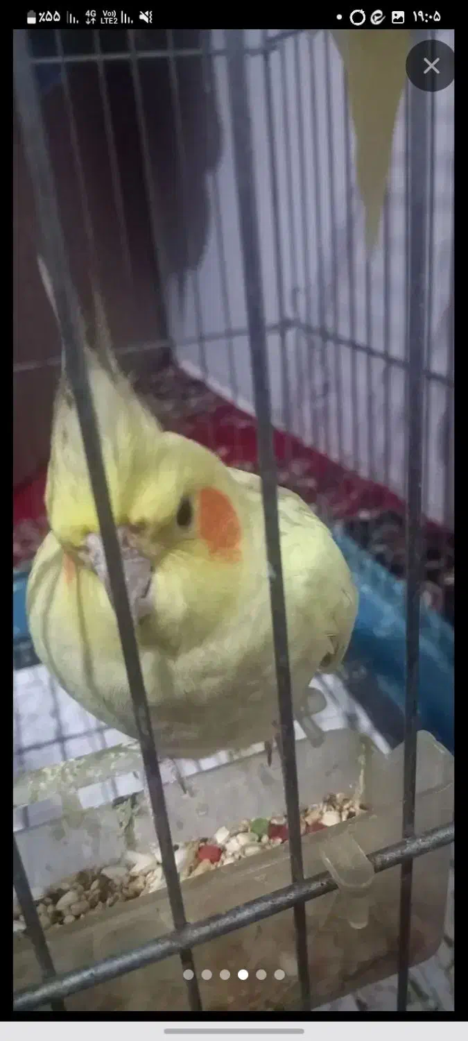 طوطی عروهلندی|پرنده|الوند, |دیوار