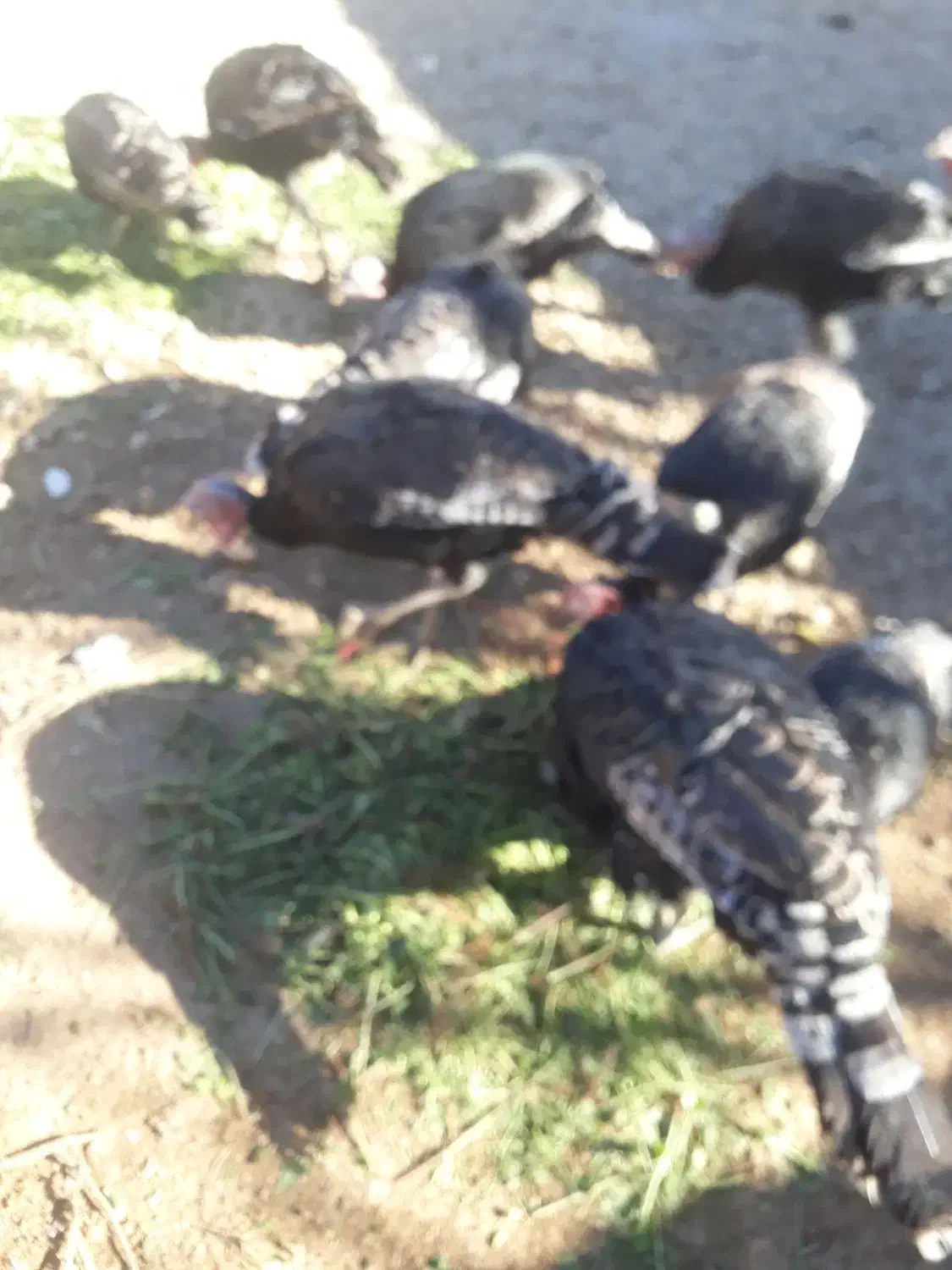 فروش بوقلمون ۱۲ عدد|حیوانات مزرعه|یاسوج, |دیوار