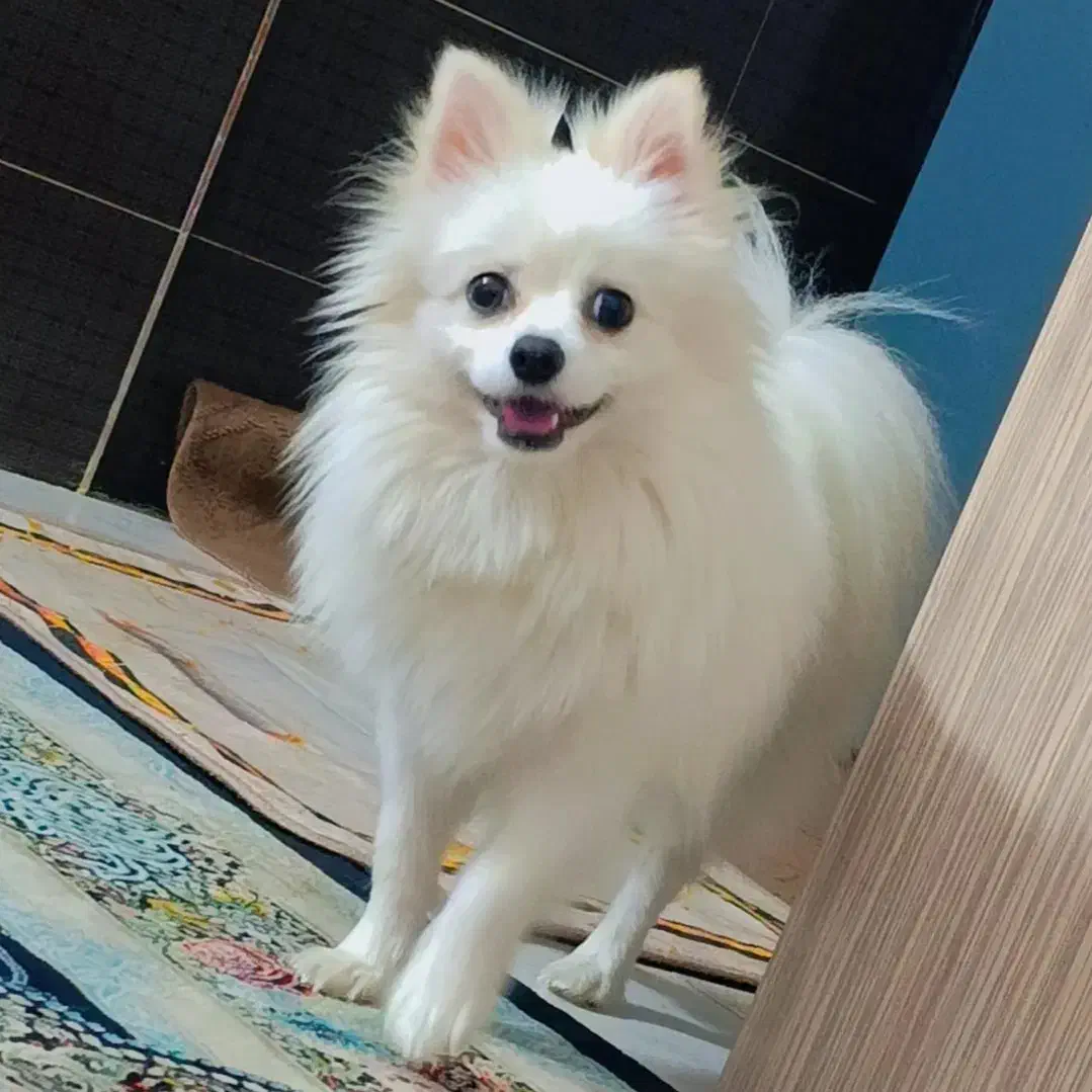 سگ گمشده پامر|حیوانات|بابل, |دیوار