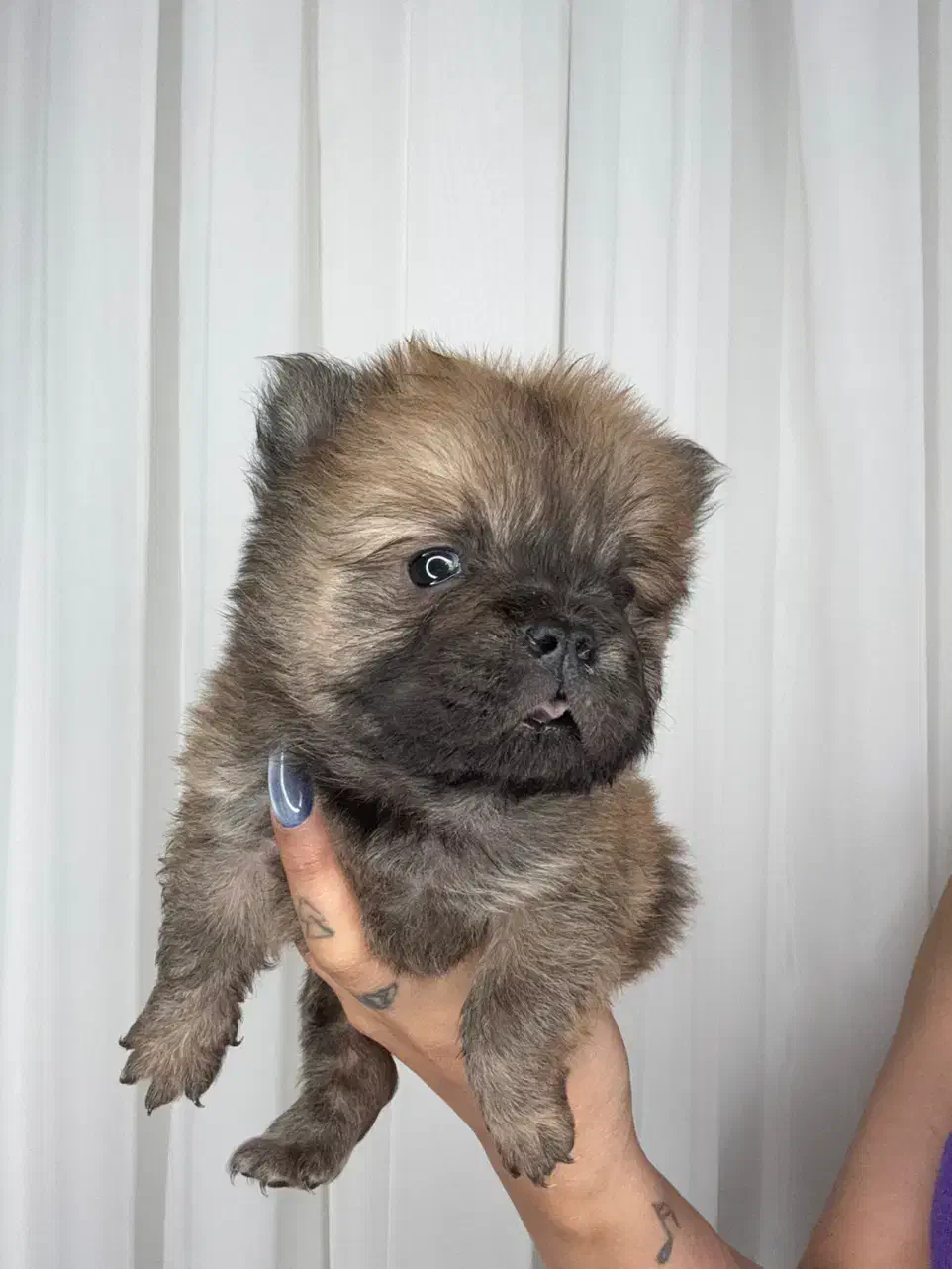 واگذاری توله چاو چاو|سگ|پاکدشت, پاکدشت (مامازند)|دیوار