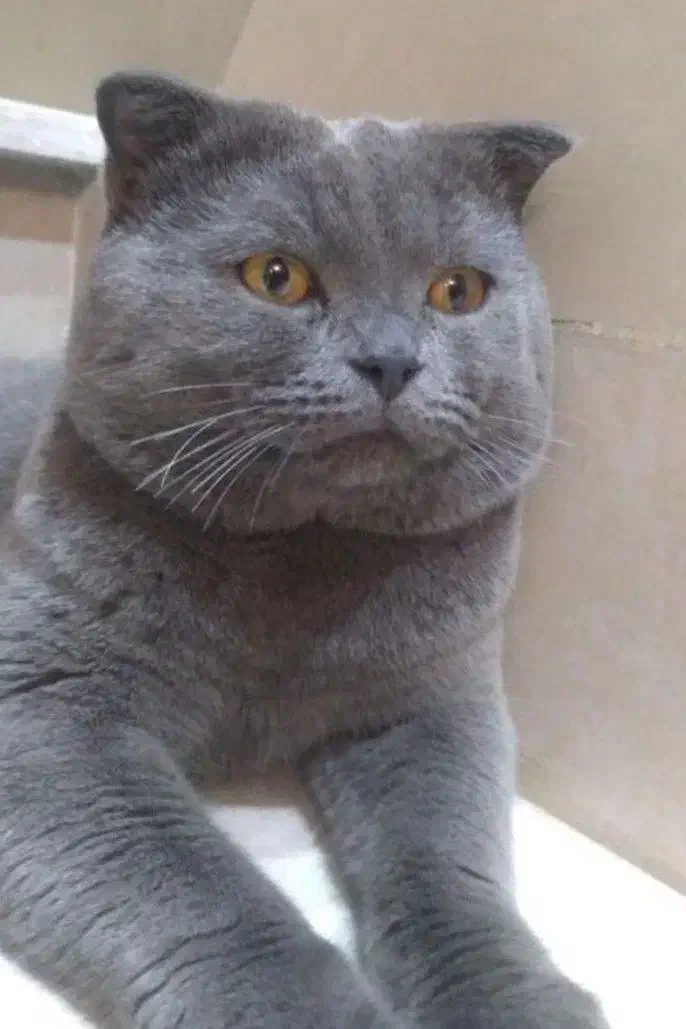 توله گربه اسکاتیش کوچولو|گربه|مشهد, عامل|دیوار