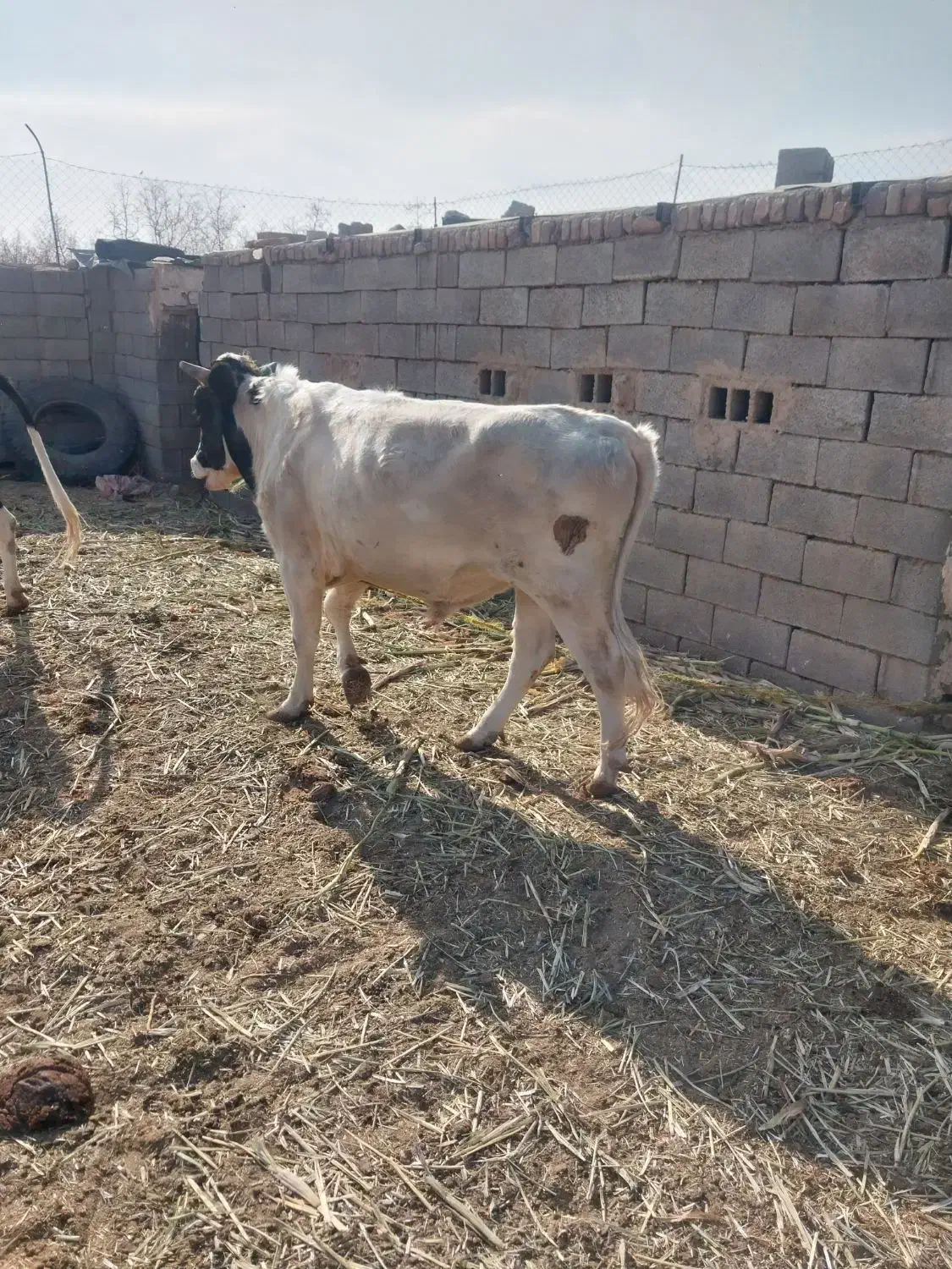 گاو نر یکساله جوان|حیوانات مزرعه|زیرکوه, |دیوار