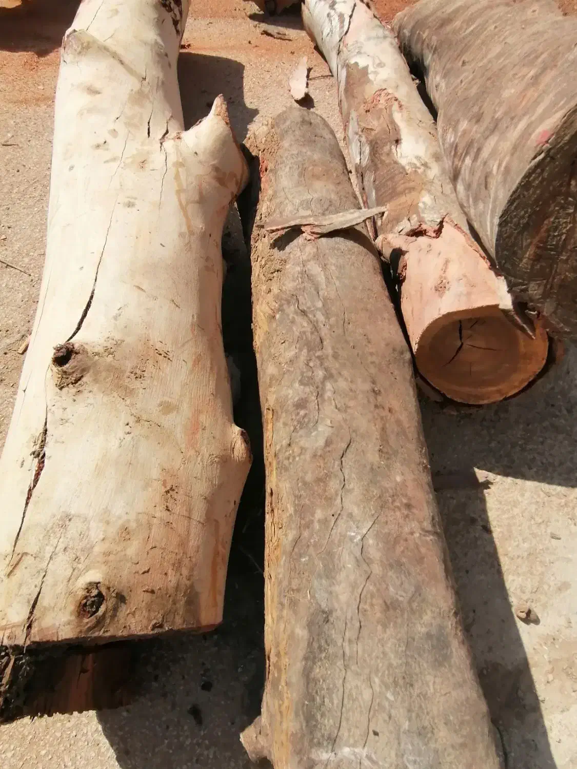 قطع و برش درخت رایگان|خدمات باغبانی و درختکاری|بوشهر, |دیوار